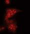 ZFP36 Ring Finger Protein Like 1 antibody, PA5-17364, Invitrogen Antibodies, Immunofluorescence image 