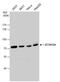 Zinc Finger CCCH-Type Containing 12A antibody, PA5-22137, Invitrogen Antibodies, Western Blot image 