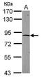 Zinc Finger Protein 234 antibody, PA5-31974, Invitrogen Antibodies, Western Blot image 