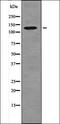 Protein Tyrosine Kinase 2 antibody, orb335895, Biorbyt, Western Blot image 