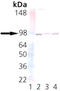 Protein unc-45 homolog A antibody, LS-C343619, Lifespan Biosciences, Western Blot image 