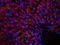 Interferon Alpha 4 antibody, orb100951, Biorbyt, Immunofluorescence image 