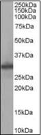 Four And A Half LIM Domains 1 antibody, orb88238, Biorbyt, Western Blot image 