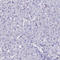 Fibroblast Growth Factor 7 antibody, HPA043605, Atlas Antibodies, Immunohistochemistry frozen image 
