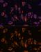 Cysteine Rich With EGF Like Domains 1 antibody, GTX66342, GeneTex, Immunofluorescence image 