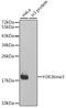 Histone H3.1t antibody, A2366, ABclonal Technology, Western Blot image 