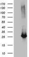 Exosome Component 1 antibody, LS-C791679, Lifespan Biosciences, Western Blot image 