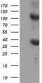 ZFP36 Ring Finger Protein antibody, TA502385S, Origene, Western Blot image 