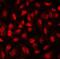 Fli-1 Proto-Oncogene, ETS Transcription Factor antibody, A00399, Boster Biological Technology, Immunofluorescence image 