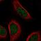 Zinc Finger Protein 628 antibody, HPA044451, Atlas Antibodies, Immunofluorescence image 