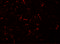 Homeobox protein VENTX antibody, 5863, ProSci Inc, Immunofluorescence image 