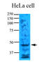 Egl-9 Family Hypoxia Inducible Factor 1 antibody, AM09355PU-N, Origene, Western Blot image 