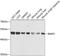 Bone Morphogenetic Protein 5 antibody, 23-558, ProSci, Western Blot image 