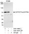 Cleavage Stimulation Factor Subunit 2 Tau Variant antibody, A301-486A, Bethyl Labs, Immunoprecipitation image 