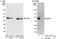 Interleukin enhancer-binding factor 2 antibody, A303-147A, Bethyl Labs, Immunoprecipitation image 