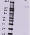 BTB Domain Containing 7 antibody, EB10630, Everest Biotech, Western Blot image 