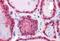 Lactate Dehydrogenase B antibody, MBS246370, MyBioSource, Immunohistochemistry paraffin image 