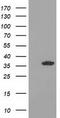 Glyoxylate reductase/hydroxypyruvate reductase antibody, CF502087, Origene, Western Blot image 