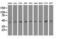 Isovaleryl-CoA dehydrogenase, mitochondrial antibody, GTX84284, GeneTex, Western Blot image 