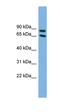 Disabled homolog 1 antibody, orb330683, Biorbyt, Western Blot image 