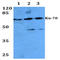X-ray repair cross-complementing protein 6 antibody, AP06207PU-N, Origene, Western Blot image 