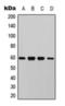 Akt antibody, orb393200, Biorbyt, Western Blot image 