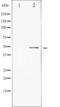 CREB2 antibody, TA325235, Origene, Western Blot image 