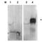 Seprase antibody, orb345615, Biorbyt, Western Blot image 