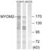 Myomesin 2 antibody, abx014613, Abbexa, Western Blot image 