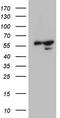 BTB/POZ domain-containing protein KCTD9 antibody, LS-C791377, Lifespan Biosciences, Western Blot image 