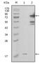 PBEF antibody, AM06217SU-N, Origene, Western Blot image 