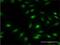 F-Box Protein 7 antibody, H00025793-M01, Novus Biologicals, Immunofluorescence image 
