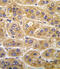 Angiotensinogen antibody, abx033721, Abbexa, Immunohistochemistry paraffin image 
