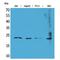 Fibroblast Growth Factor 6 antibody, LS-C386927, Lifespan Biosciences, Western Blot image 