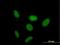 Zinc Finger Protein 319 antibody, H00057567-B01P, Novus Biologicals, Immunocytochemistry image 