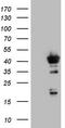 Core histone macro-H2A.2 antibody, TA803390AM, Origene, Western Blot image 