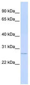Methenyltetrahydrofolate Synthetase antibody, TA340112, Origene, Western Blot image 