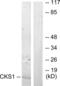 CDC28 Protein Kinase Regulatory Subunit 1B antibody, abx013550, Abbexa, Western Blot image 