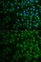 Membrane Palmitoylated Protein 2 antibody, GTX33322, GeneTex, Immunocytochemistry image 