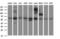 Chromatin assembly factor 1 subunit B antibody, NBP2-46274, Novus Biologicals, Western Blot image 