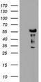 Protein Dok-7 antibody, TA504832S, Origene, Western Blot image 