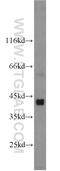 Desert hedgehog protein antibody, 13889-1-AP, Proteintech Group, Western Blot image 