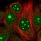 Mitochondrial Ribosomal Protein L4 antibody, PA5-62361, Invitrogen Antibodies, Immunofluorescence image 