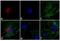 Rabbit IgG antibody, A-21071, Invitrogen Antibodies, Immunofluorescence image 