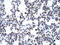 Glial Cells Missing Transcription Factor 1 antibody, P100836_P050, Aviva Systems Biology, Immunohistochemistry paraffin image 