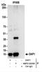 Death Associated Protein antibody, NBP2-22259, Novus Biologicals, Immunoprecipitation image 