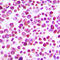 Caspase 3 antibody, abx133052, Abbexa, Western Blot image 