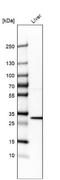 3-Hydroxybutyrate Dehydrogenase 1 antibody, NBP1-88673, Novus Biologicals, Western Blot image 