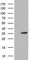 Short Chain Dehydrogenase/Reductase Family 9C Member 7 antibody, CF501734, Origene, Western Blot image 