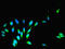 COP9 Signalosome Subunit 7A antibody, LS-C379796, Lifespan Biosciences, Immunofluorescence image 